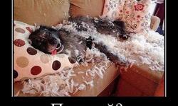 Попугай? Нет не видел