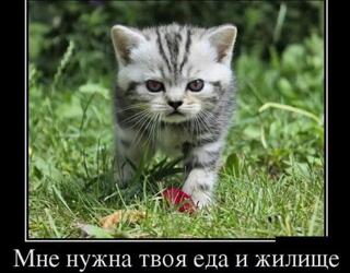 Мне нужна твоя еда и жилище