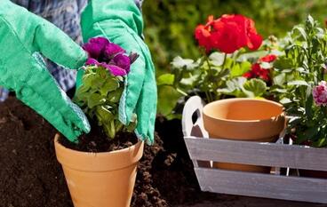Как выбрать рассаду цветов начинающим садоводам?