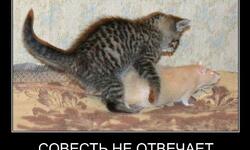 Совесть не отвечает