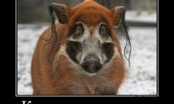 Кошерная свинина