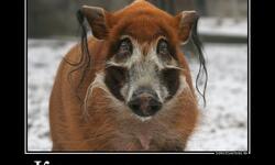 Кошерная свинина