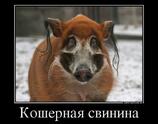 Кошерная свинина
