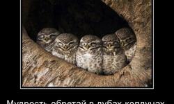 Мудрость обретакй в дубах