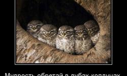 Мудрость обретакй в дубах