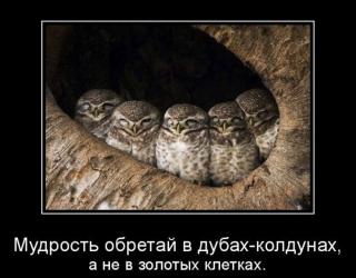 Мудрость обретакй в дубах