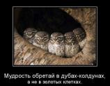 Мудрость обретакй в дубах