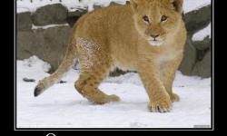 Он хочет выжить