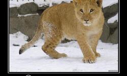 Он хочет выжить