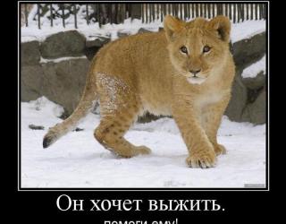 Он хочет выжить