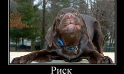 Риск это попытка пукнуть при поносе