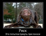 Риск это попытка пукнуть при поносе