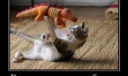 Вот у крокодила проблемы