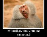 Милы ты шо меня не узнаешь?