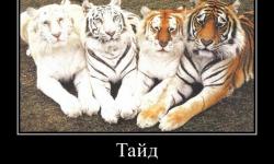 Тайд! Доверься ему и пятен нет