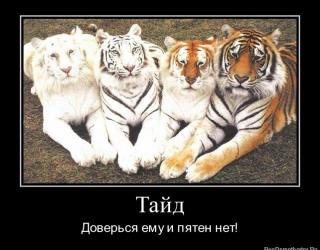 Тайд! Доверься ему и пятен нет