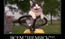 Всем щемись