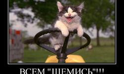 Всем щемись