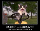 Всем щемись