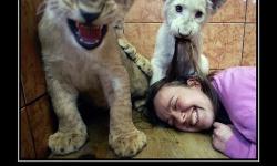 Куклачев, отпусти кошек