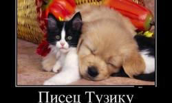 Писец Тузику