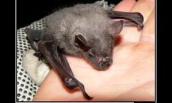 Бэтмен - начало карьеры