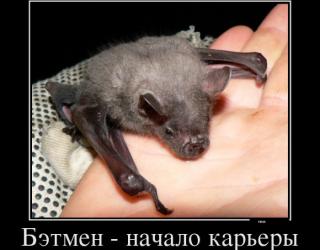 Бэтмен - начало карьеры