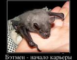 Бэтмен - начало карьеры