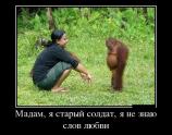 Мадам я старый солдат