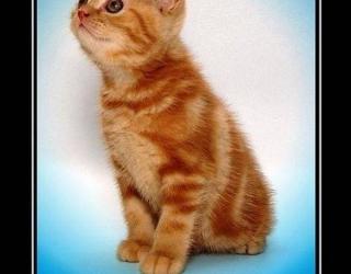 Если достаточно долго смотреть