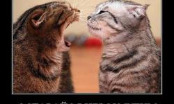 Оставайся невозмутим