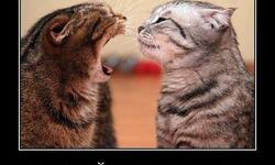 Оставайся невозмутим