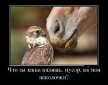 Чо ты зеньки пялишь?