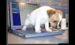 Теперь все внимание