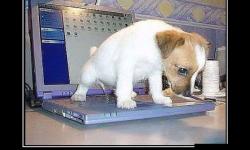 Теперь все внимание