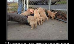 Нелепая но трогательная