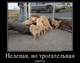 Нелепая но трогательная