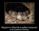 Мудрость обретакй в дубах