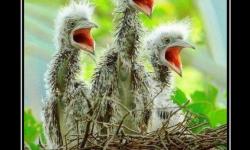 Они ждут маму