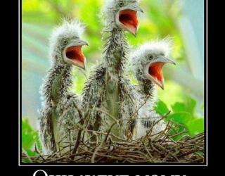 Они ждут маму