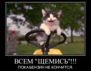 Всем щемись