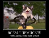 Всем щемись