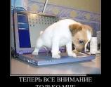 Теперь все внимание