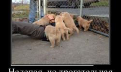 Нелепая но трогательная